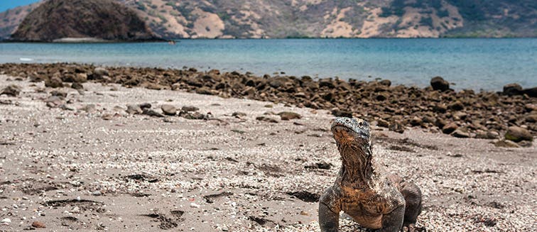 What to see in Indonésie Îles de la Sonde