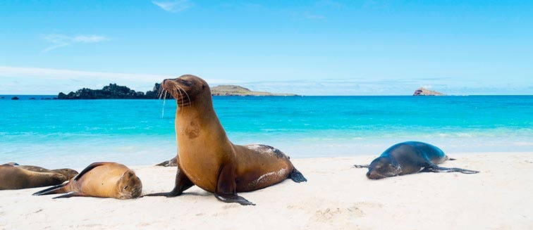 Qué ver en Ecuador Islas Galápagos