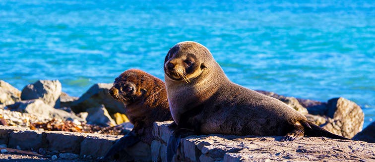 What to see in New Zealand Kaikoura