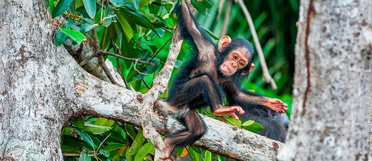 Sehenswertes in Uganda Kibale Nationalpark