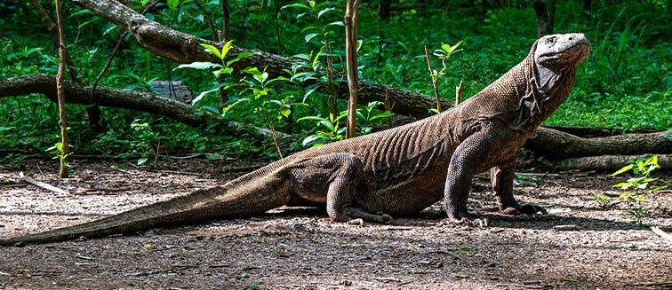 What to see in Indonésie Komodo Island