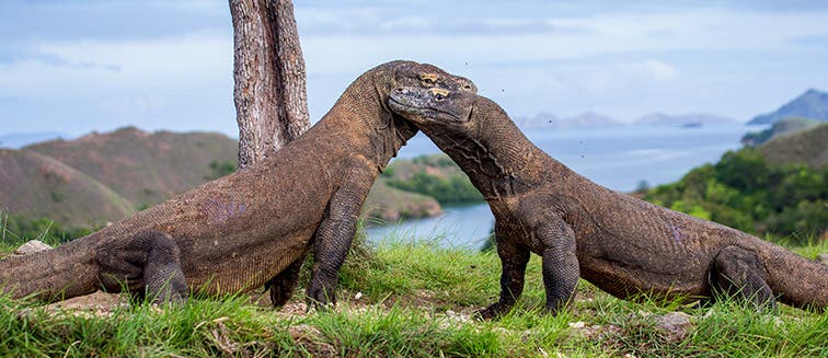 Sehenswertes in Indonesien  Komodo National Park