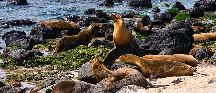 Sehenswertes in Ecuador La Loberia Beach