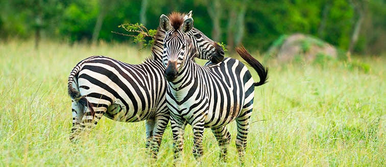 Sehenswertes in Uganda Lake-Mburo-Nationalpark