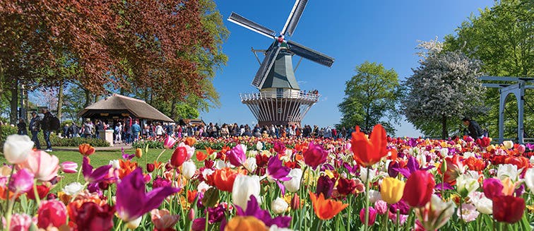 Qué ver en Holanda Lisse