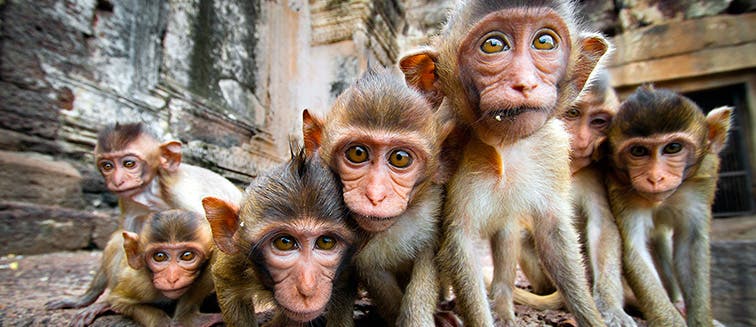 Qué ver en Tailandia Lopburi