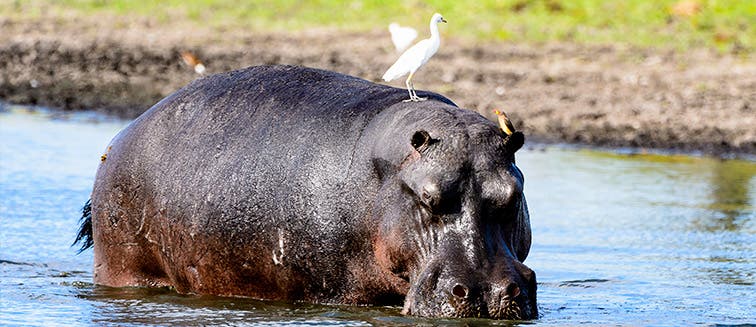 What to see in Botswana Moremi Game Reserve