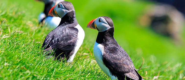 What to see in Faroe Islands Mykines