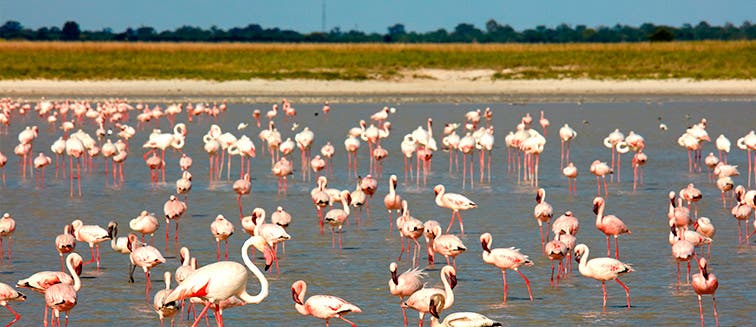 What to see in Botswana Nata