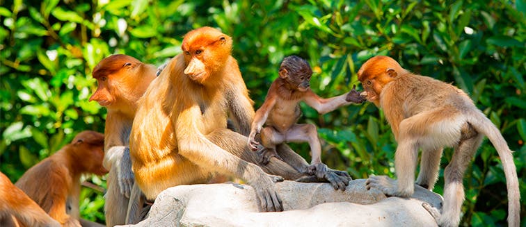 What to see in Malaysia Bako National Park