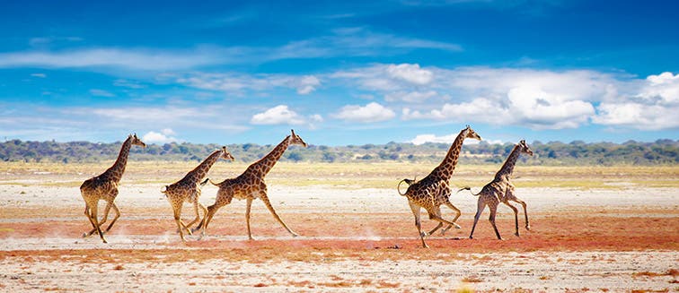 Sehenswertes in Namibia Nationalpark Etosha