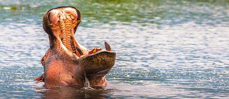 Qué ver en Tanzania Ngorongoro