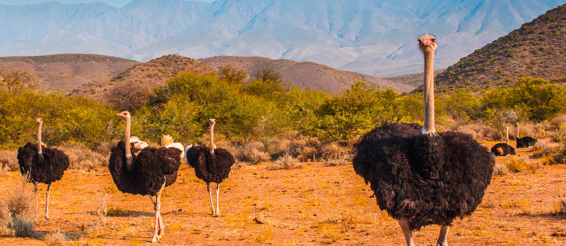 Qué ver en Sudáfrica Oudtshoorn