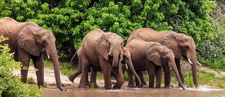 Qué ver en Botsuana Parque Nacional de Chobe