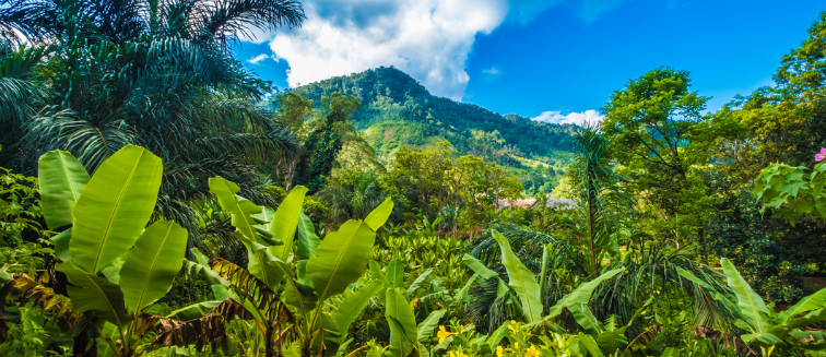 Qué ver en Madagascar Parque Nacional de Ranomafana