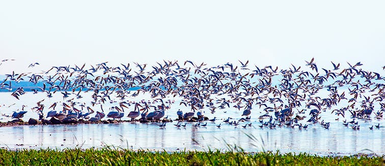 Qué ver en Tanzania Parque Nacional del Lago Manyara