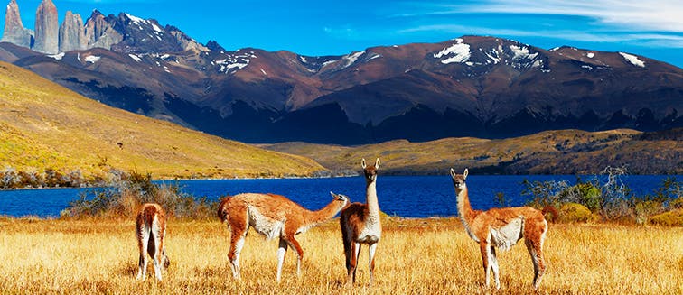 Qué ver en Chile Parque Nacional Torres del Paine