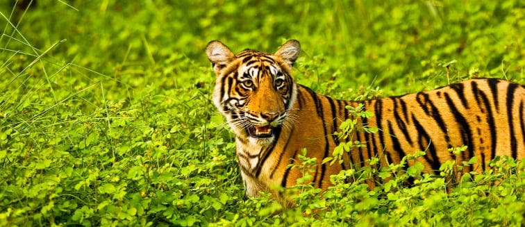 Sehenswertes in Indien Ranthambore