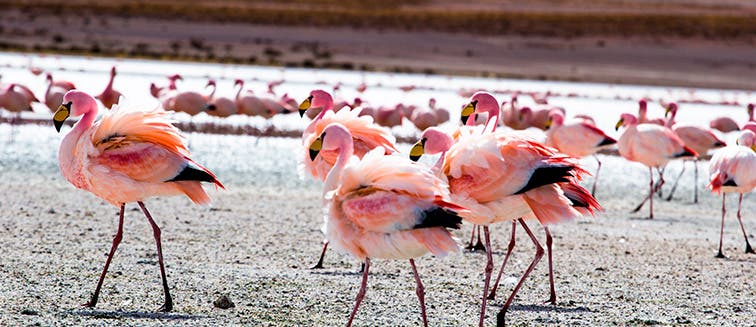 What to see in Chili Reserva Nacional Los Flamencos