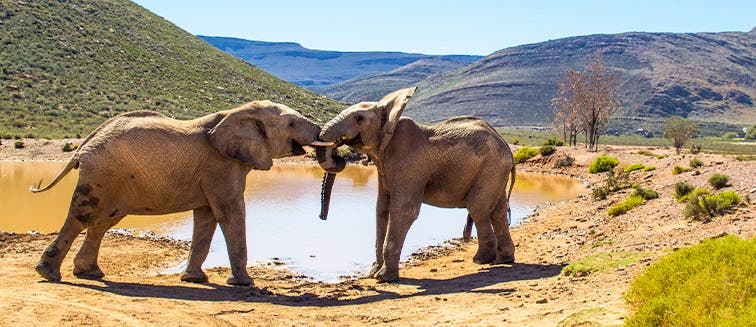 Qué ver en Sudáfrica Reserva Privada de Aquila