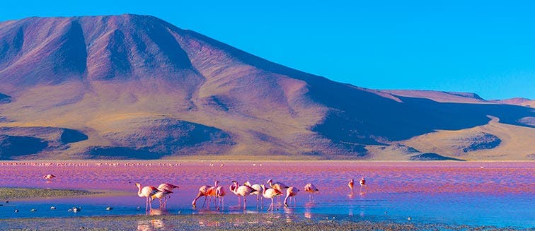 What to see in Bolivie Réserve Nationale Eduardo Avaroa