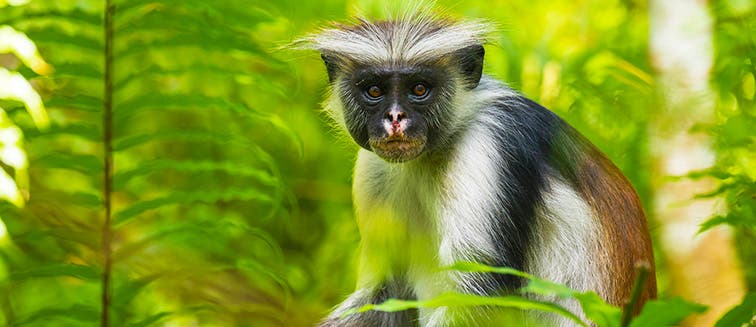 Qué ver en Tanzania Selva de Jozani