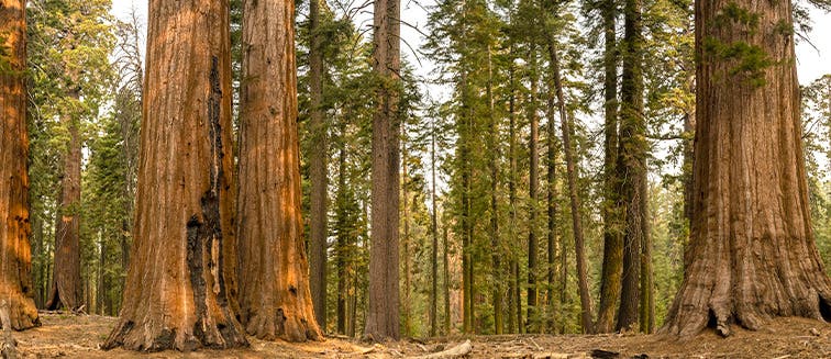 Sehenswertes in Vereinigte Staaten Sequoia National Park