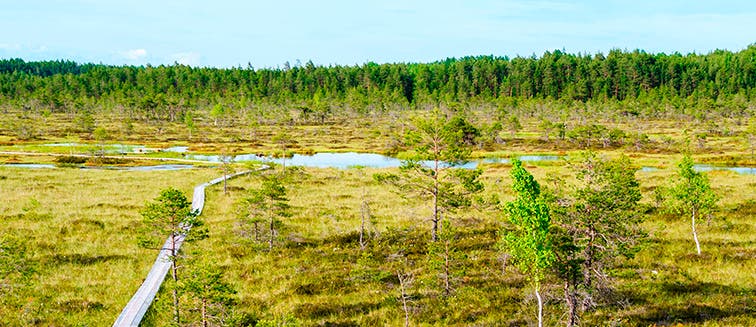 What to see in Baltic States Sooma National Park