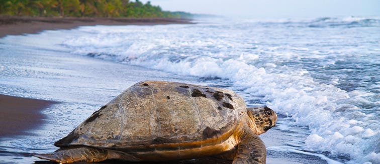 Sehenswertes in Costa Rica Tortuguero