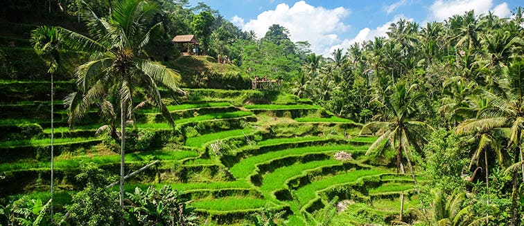 Sehenswertes in Indonesien Ubud