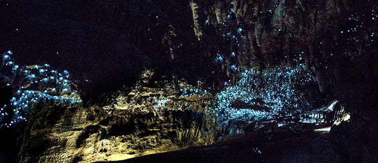 Sehenswertes in Neuseeland Waitomo Caves