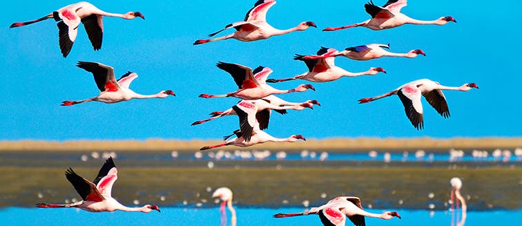 Qué ver en Namibia Walvis Bay